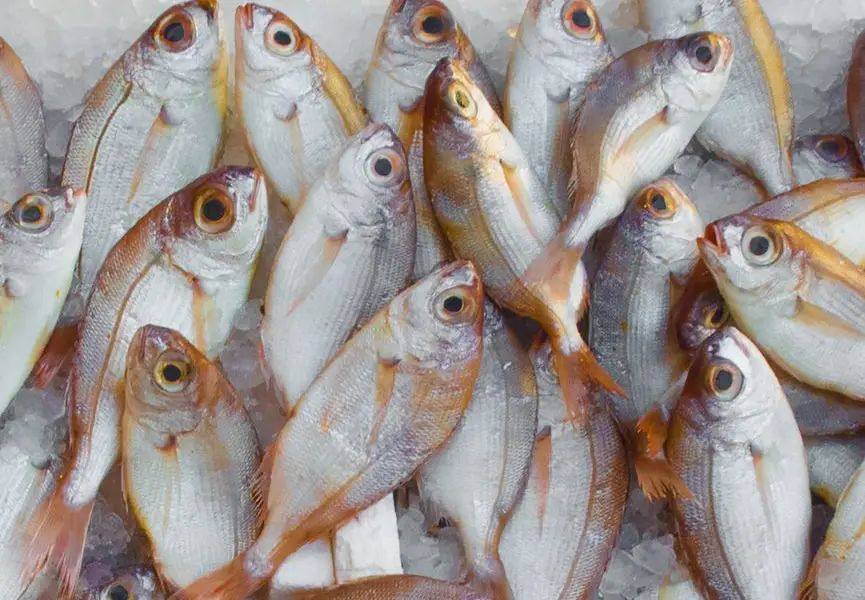 Poisson entier sur glace, œil bombé et branchies rouges, vu en gros plan à l'étal